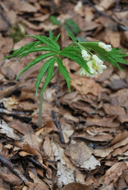 Cardamine kitaibelii / Dentaria di Kitaibel